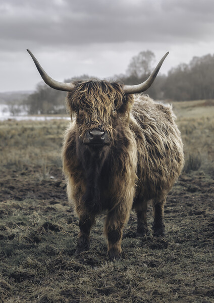 A Heilan Coo  Picture Board by Anthony McGeever