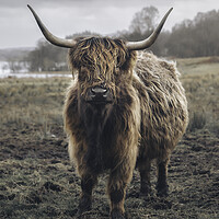 Buy canvas prints of A Heilan Coo  by Anthony McGeever