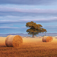 Buy canvas prints of Autumn Harvest by Anthony McGeever
