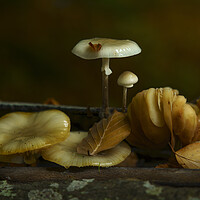 Buy canvas prints of Autumn Leaves and Mushrooms by Anthony McGeever