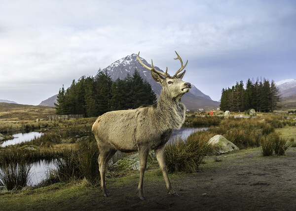 Scottish Highland Stag  Picture Board by Anthony McGeever