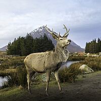 Buy canvas prints of Scottish Highland Stag  by Anthony McGeever