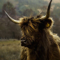 Buy canvas prints of Hairy coo by Anthony McGeever