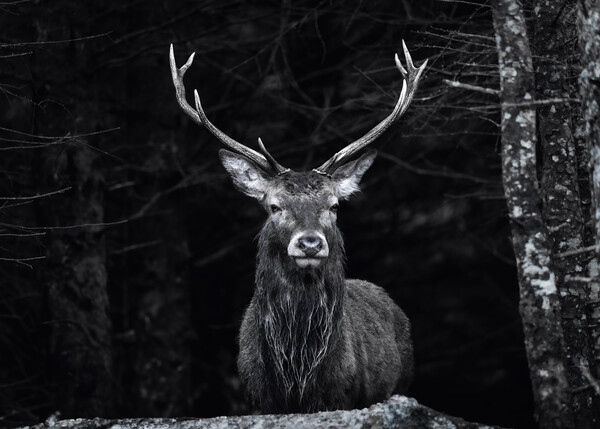 Highland Stag black and white  Picture Board by Anthony McGeever