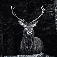 Buy canvas prints of Highland Stag black and white  by Anthony McGeever