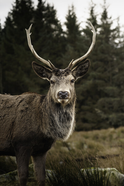 Wild Deer in Glencoe  Picture Board by Anthony McGeever