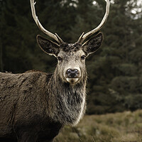 Buy canvas prints of Wild Deer in Glencoe  by Anthony McGeever