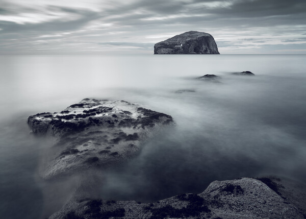 Bass Rock from Seacliff  Picture Board by Anthony McGeever