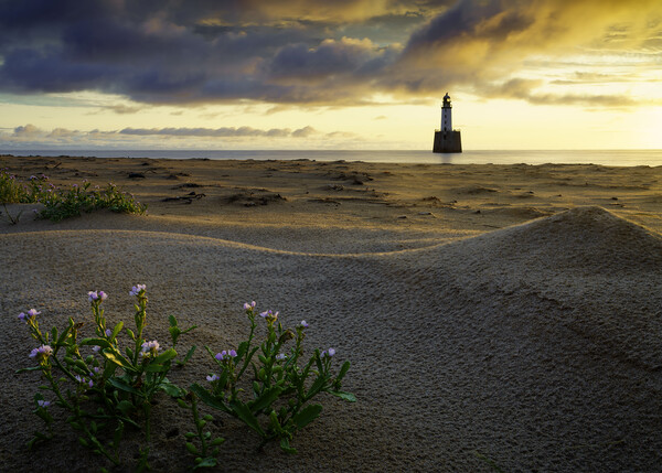 Sea Rocket at Rattray Lighthouse Picture Board by Anthony McGeever