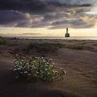 Buy canvas prints of Sea Rocket at Rattray Lighthouse by Anthony McGeever