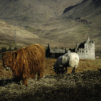 Buy canvas prints of Scottish Highlands  by Anthony McGeever