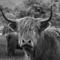 Buy canvas prints of A Highland cow by Anthony McGeever