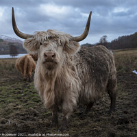 Buy canvas prints of The Mucky Cow  by Anthony McGeever