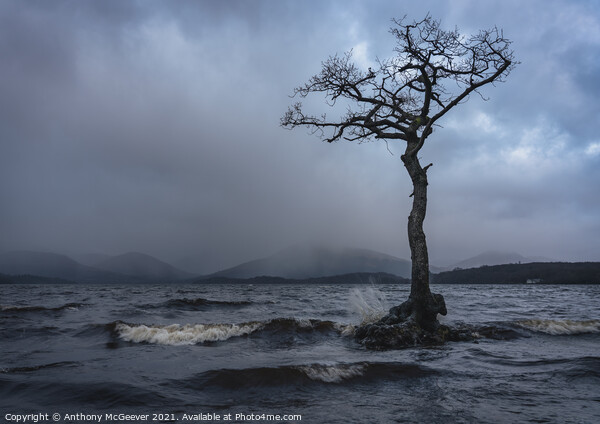 Moody Millarochy Tree Loch Lomond Tree Scotland  Picture Board by Anthony McGeever