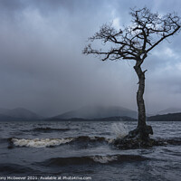Buy canvas prints of Moody Millarochy Tree Loch Lomond Tree Scotland  by Anthony McGeever