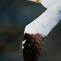 Buy canvas prints of Gannet Bird in Flight at Bempton Cliff by That Foto