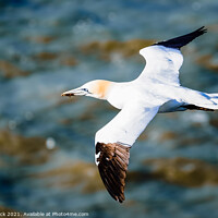 Buy canvas prints of Northern Gannet bird gliding over the coast  by That Foto