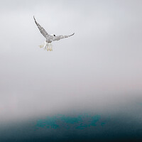 Buy canvas prints of Gryfalcon in the misty sky by That Foto