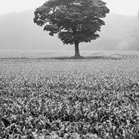 Buy canvas prints of Lone tree standing in a field of crops by That Foto
