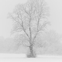 Buy canvas prints of Snow Flurry Lone Tree by That Foto
