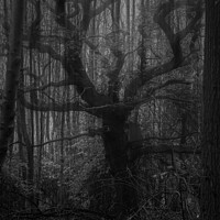 Buy canvas prints of A double exposure old spooky tree in the mist by That Foto