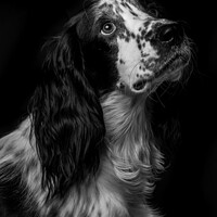 Buy canvas prints of Working Cocker spaniel pleading for more by That Foto