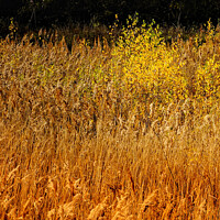 Buy canvas prints of Layers of golden grasses and Silver birch by That Foto
