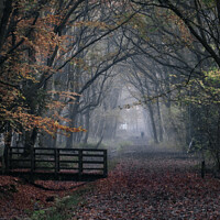 Buy canvas prints of Autumn woods walk,misty by That Foto