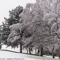 Buy canvas prints of Winter Snow covered line of trees by That Foto
