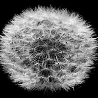 Buy canvas prints of Dandelion PUffball Clock White Lowkey by That Foto