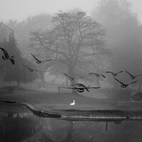 Buy canvas prints of Autumn Foggy Canadian Geese landing at Sandall Park Doncaster by That Foto