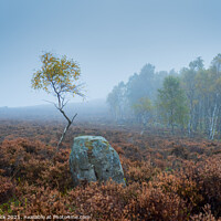 Buy canvas prints of Lone Silver Birch Derbyshire Peak District on a misty day by That Foto