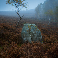 Buy canvas prints of Surprise View , Lone Silver Birch Derbyshire Peak  by That Foto