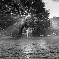 Buy canvas prints of Sunrays coming through the trees at Doncaster Racecourse by That Foto