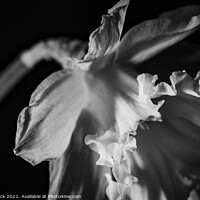 Buy canvas prints of Daffodil Trumpet in Monochrome by That Foto