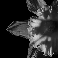 Buy canvas prints of Daffodil Trumpet in Monochrome by That Foto
