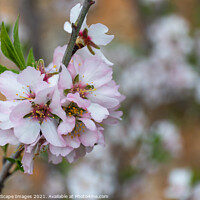 Buy canvas prints of Almond blossom season in Majorca by MallorcaScape Images