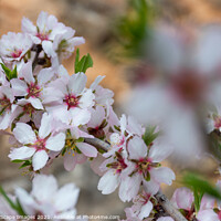 Buy canvas prints of Almond blossom season in Majorca by MallorcaScape Images