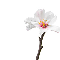 Buy canvas prints of single almond blossom by MallorcaScape Images