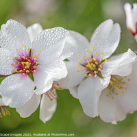 Buy canvas prints of beautiful almond blossoms by MallorcaScape Images