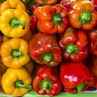 Buy canvas prints of bell pepper by MallorcaScape Images