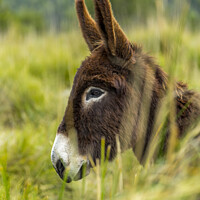 Buy canvas prints of donkey portrait by MallorcaScape Images