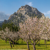 Buy canvas prints of Blossoming almond trees in Majorca by MallorcaScape Images