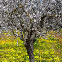 Buy canvas prints of Blossoming almond tree in Majorca by MallorcaScape Images