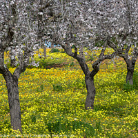 Buy canvas prints of Blossoming almond trees in Majorca by MallorcaScape Images
