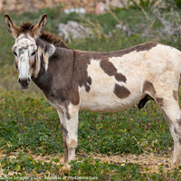 Buy canvas prints of spotted male donkey on a pasture in Majorca by MallorcaScape Images