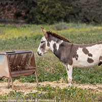 Buy canvas prints of spotted male donkey on a pasture in Majorca by MallorcaScape Images