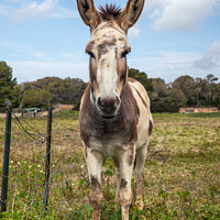 Buy canvas prints of spotted donkey on a pasture in Majorca by MallorcaScape Images