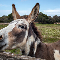 Buy canvas prints of curious spotted donkey on a pasture in Majorca by MallorcaScape Images