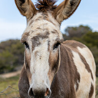 Buy canvas prints of spotted donkey in Majorca by MallorcaScape Images